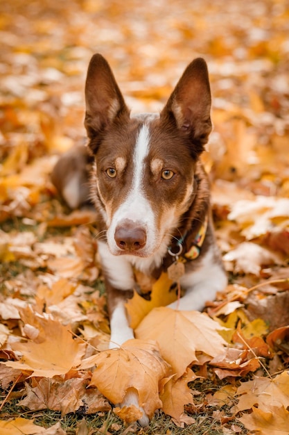 Border Collie dog laying in leaves