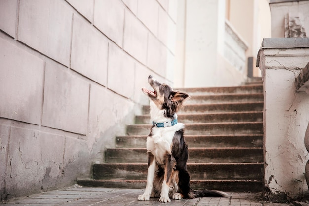 Border collie dog at the morning