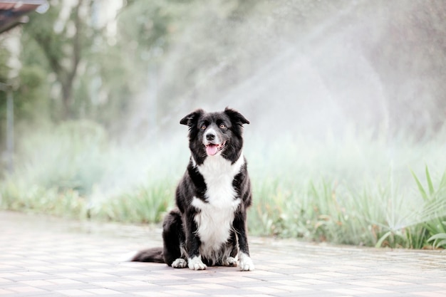 Border collie dog at the morning