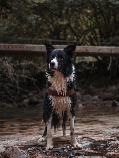 Border Collie dog portrait in the river