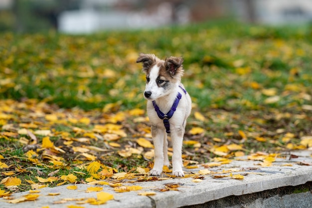 Border Collie dog puppy in autumn park