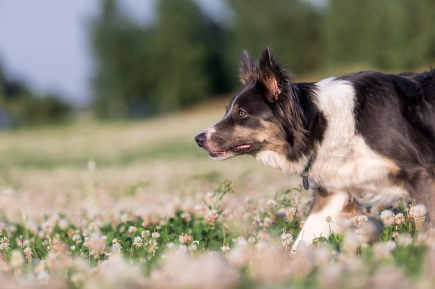 A border collie dog runs through a field of flowers.