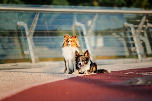 Border Collie dog and Shetland sheepdog together at the morning Two dogs on the walk Dogs playing