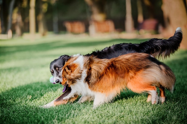 Border Collie dog and Shetland sheepdog together at the morning Two dogs on the walk Dogs playing