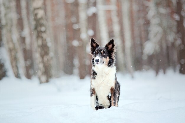 Border collie dog in snow