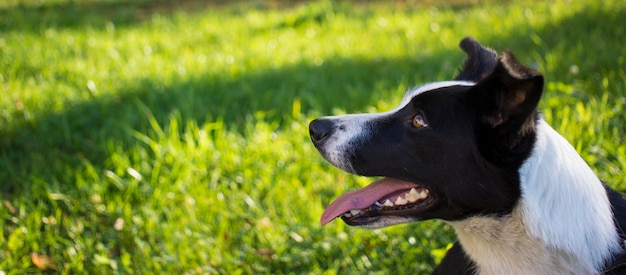 Border collie dog spring portrait walking in green fields