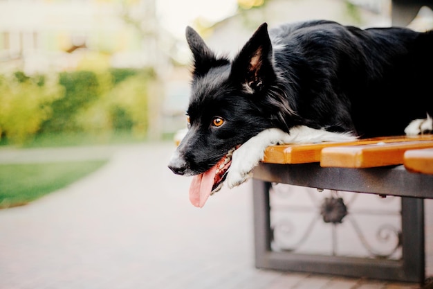 Photo border collie dog walking at the city dog on a walk smart dog lifestyle