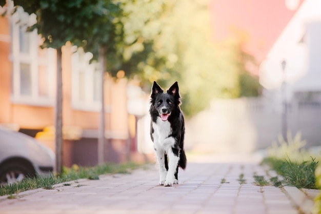 A border collie dog walking down a street