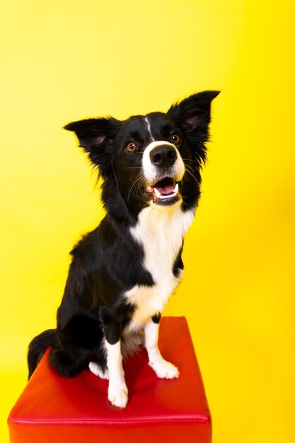 Border collie dog years old standing against yellow and red background