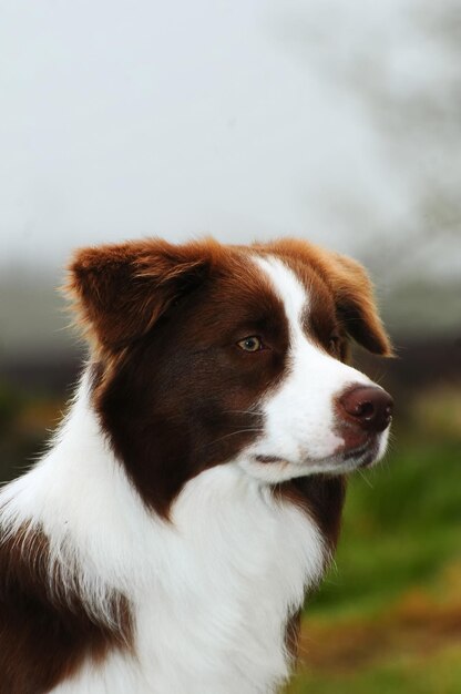 Photo border collie dog