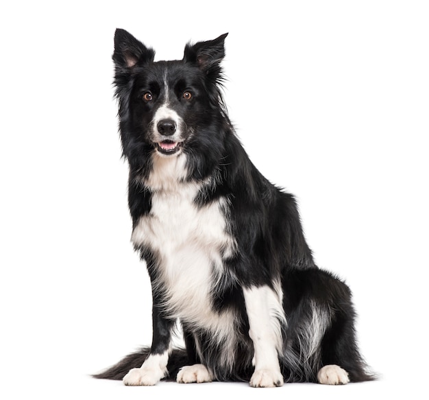 Border Collie dog