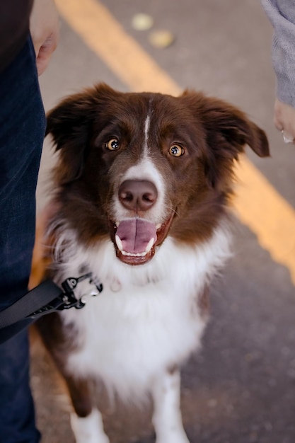 Border Collie dog