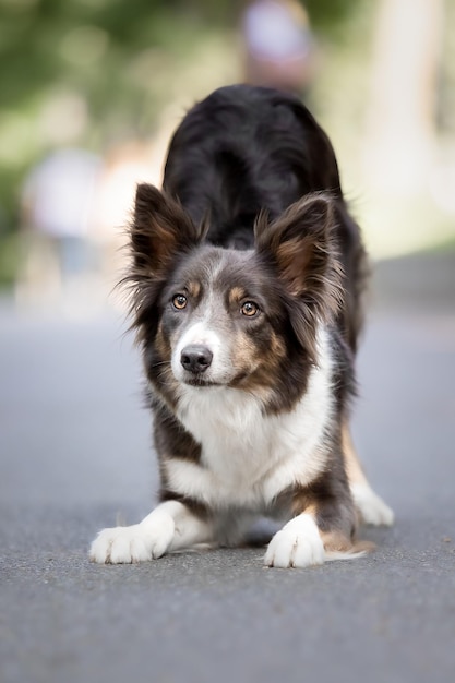 Border Collie dog