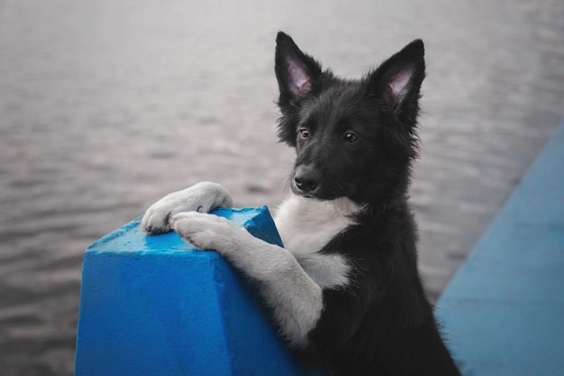 Border collie dog