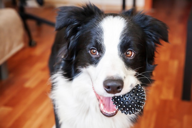 border collie holding toy ball in mouth at home