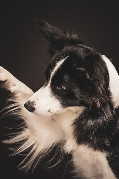 Border Collie Paw