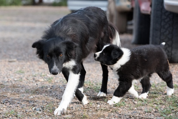 Border collie puppy dog and mother