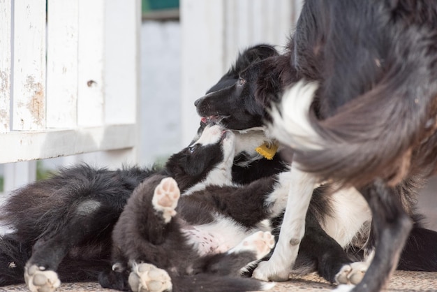 Border collie puppy dog and mother