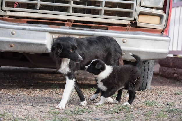 Border collie puppy dog portrait looking at you