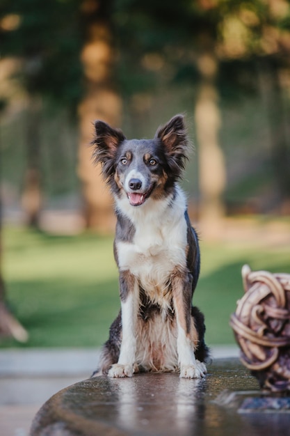 A border collie sits on a log in a forest