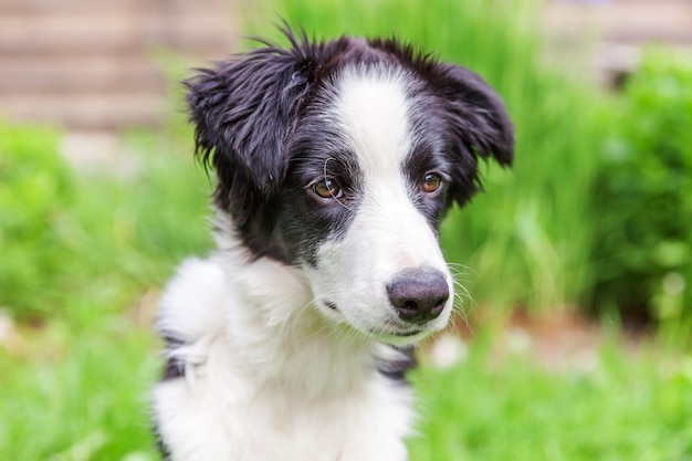 Border collie sitting on grass in garden