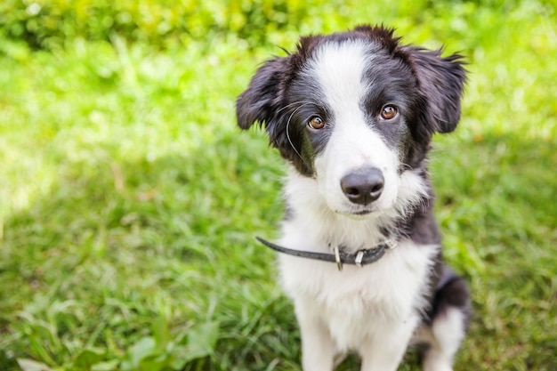 Border collie sitting on grass in garden