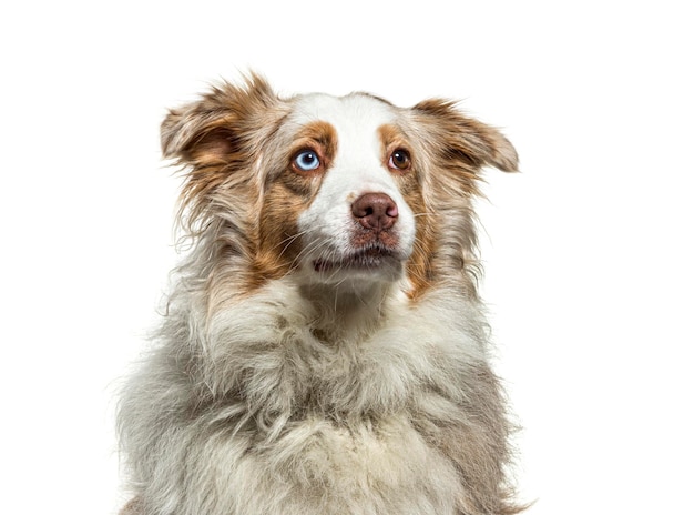 Border collie sitting isolated on white