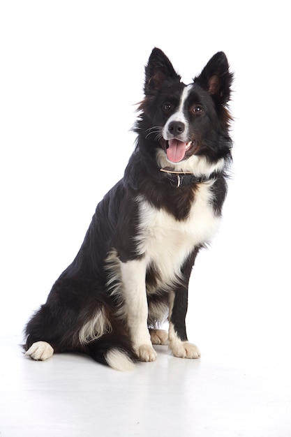 Border collie with its tongue out of its mouth