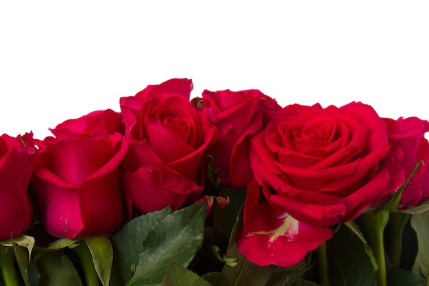 Border of dark pink rose flowers close up isolated on white background