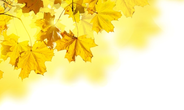 Border of fall yellow leaves isolated on white background