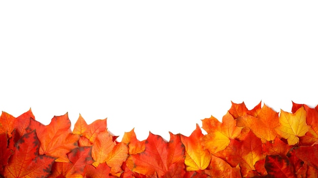 Border frame of colorful autumn leaves isolated on white