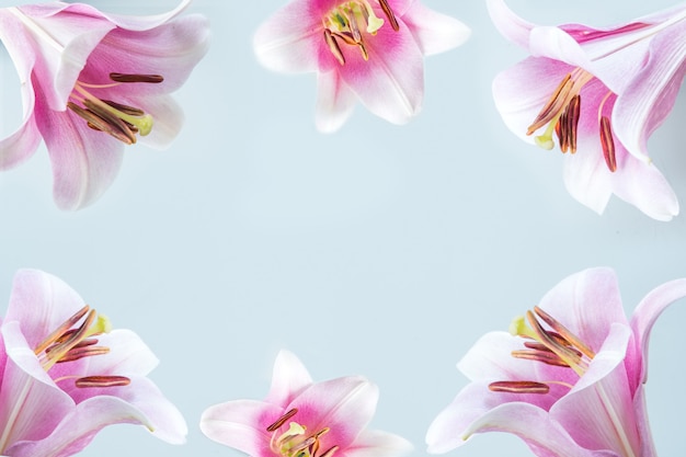 Border of pink lily flowers on light blue background. Space for text.