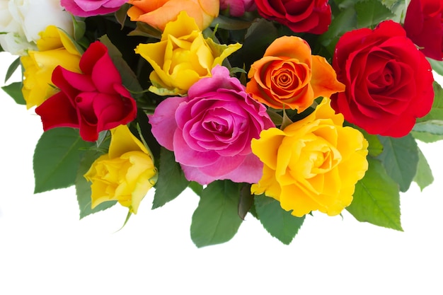 Border of pink, yellow, orange and red fresh roses