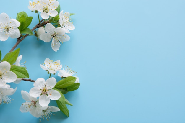 Border of spring white blossom branches on pastel blue. Floral. copyspace background