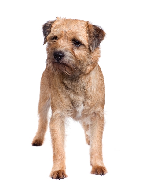 Border terrier