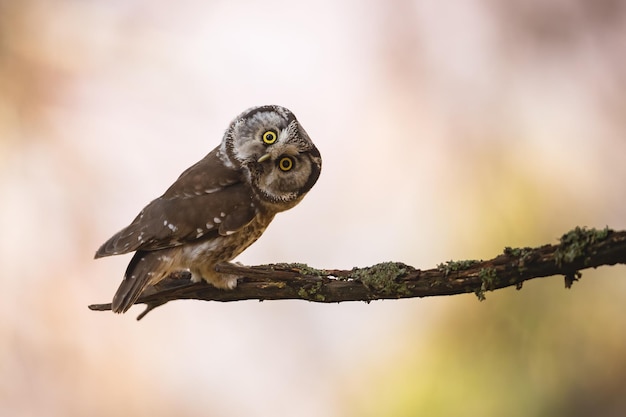 Boreal owl aegis funereus looking to the camera on a branch with copy space