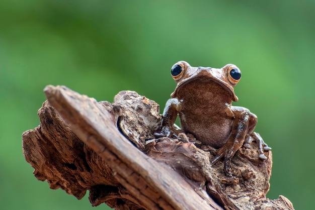 Borneo eared tree frogs on a tree