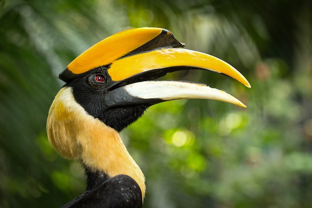 Borneo exotic great hornbill bird in Wild Natural park.