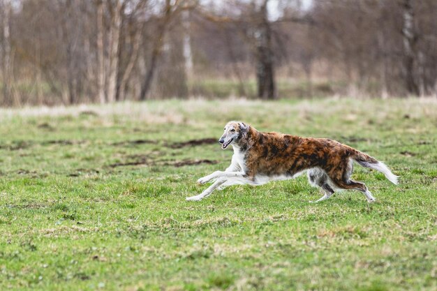 Borzoi dog running straight on camera and chasing coursing lure on green field