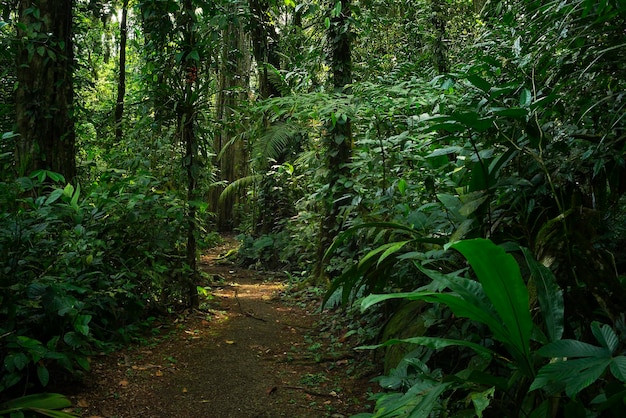 Bosque tropical en Centro America