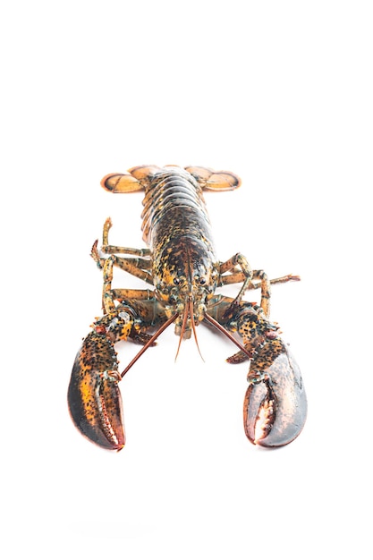 Boston lobster isolated on white background