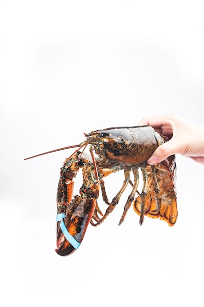 Boston lobster isolated on white background.