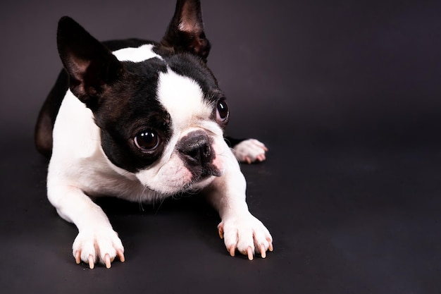 Boston Terrier dog posing in a studio white and dark background