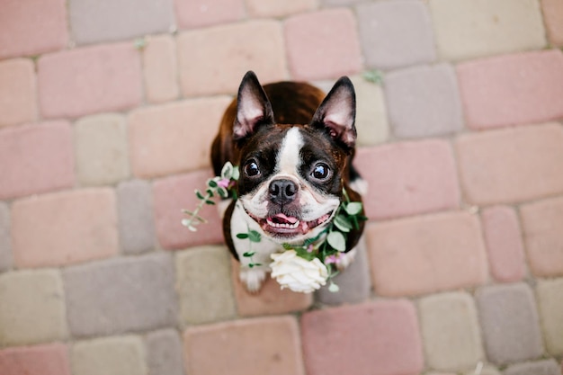 A boston terrier dog wearing a flower garland