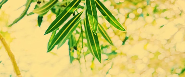 Botanical background olive tree branches and leaves in summer beautiful nature