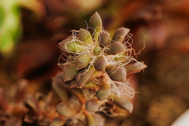 Botanical Details A Macro View of Plants