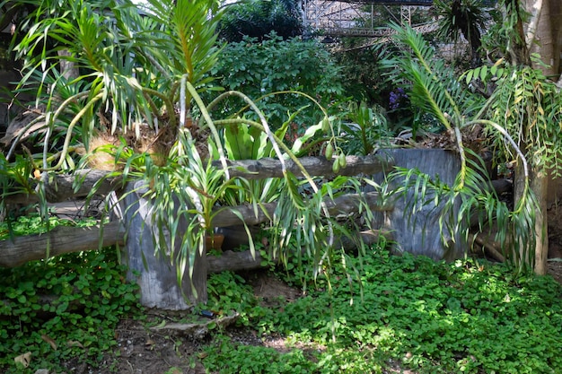 Botanical garden green branches of plant pot