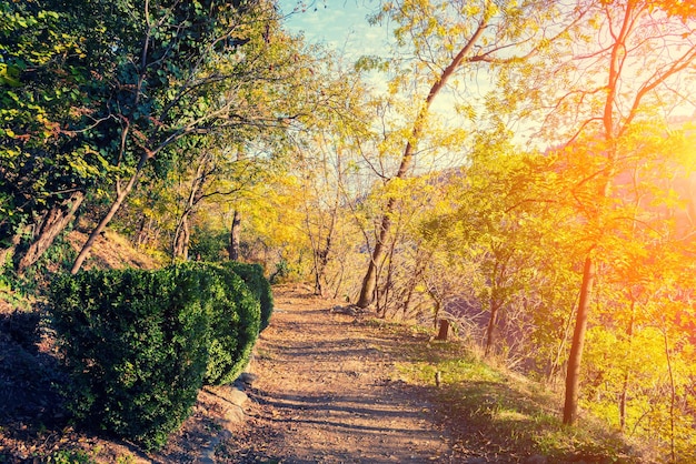 Botanical garden in Tbilisi city at sunset Georgia