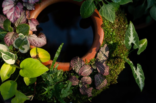 Botanical water pot