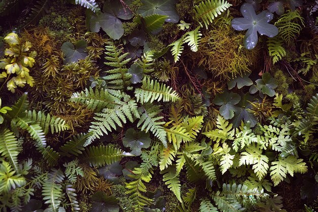 Botanicals forest flora mossy ground woodland plants ferns undergrowth